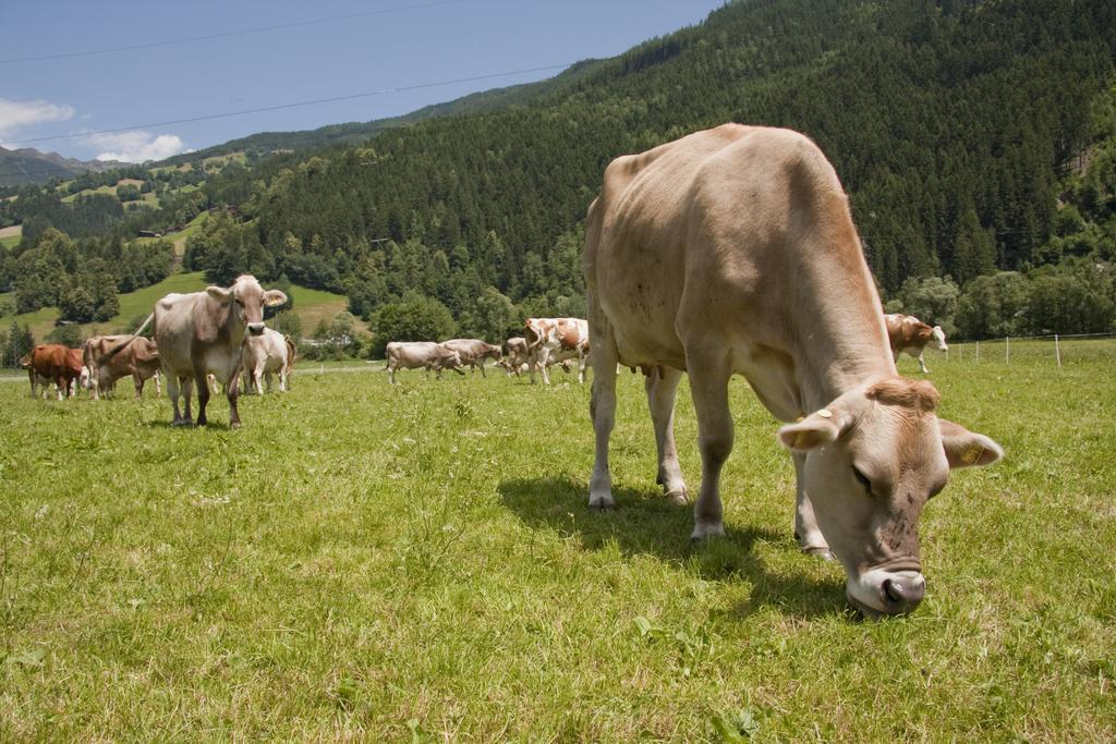 Martlerhof Lejlighed Aschau Im Zillertal Eksteriør billede