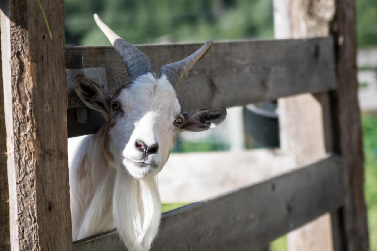 Martlerhof Lejlighed Aschau Im Zillertal Eksteriør billede